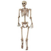 Posable Skeleton, 5-Ft.